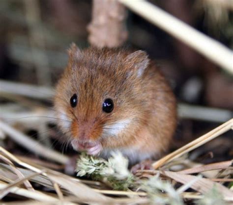 Harvest Mice - Learn About Nature