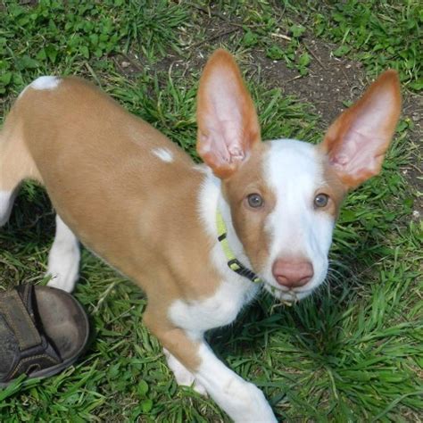 Khazad Kennels, Ibizan Hound Breeder in Bertram, Texas