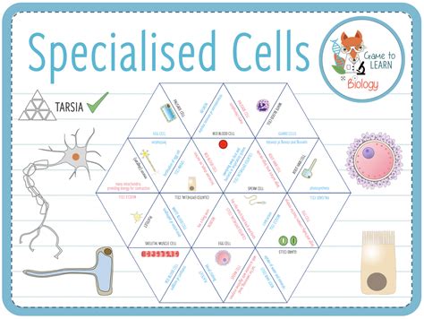 Specialised cells - Tarsia (KS3/4) | Teaching Resources