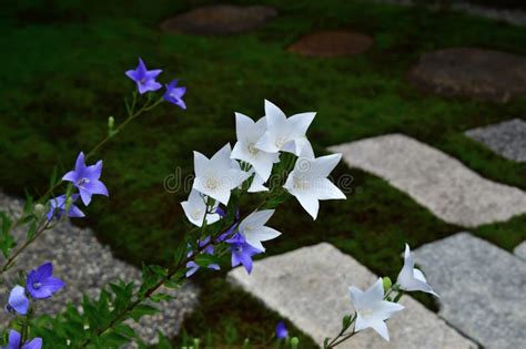 Summer Flower at Japanese Garden, Kyoto Japan Stock Image - Image of ...