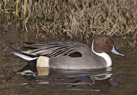 Pictures and information on Northern Pintail