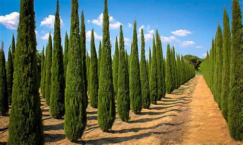 Italian Cypress For Sale Online | The Tree Center