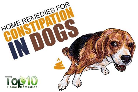 Home Remedies for Constipation in Dogs | Top 10 Home Remedies