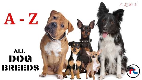 ALL DOG BREEDS IN THE WORLD ( A - Z ) with images "Types Of Dogs" - YouTube