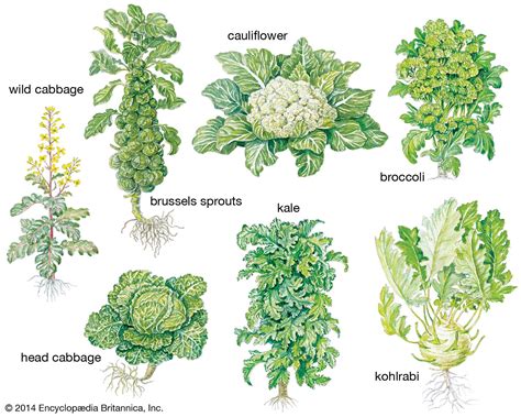 Head cabbage | plant and vegetable, Brassica oleracea capitata | Britannica