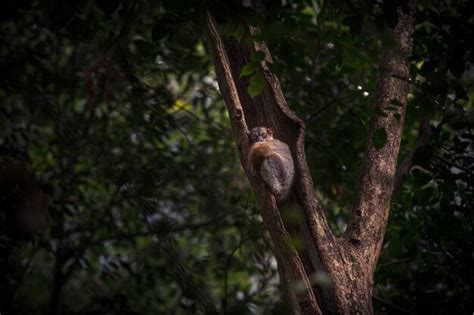 Premium Photo | View of night lemur on tree