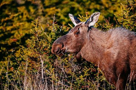 RONiN photo: Gros Morne National Park Moose