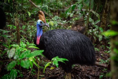 Save the Cassowary - Plant a Rainforest - Rainforest Rescue