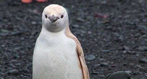 Rare White Penguin | Animal Photo