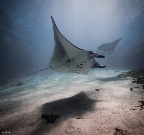 Snorkeling 1 Hari di Taman Nasional Komodo Labuan Bajo, Nusa Tenggara ...