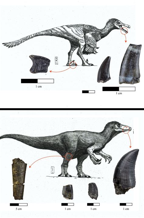 Species New to Science: [Paleontology • 2023] New Records of Theropoda ...