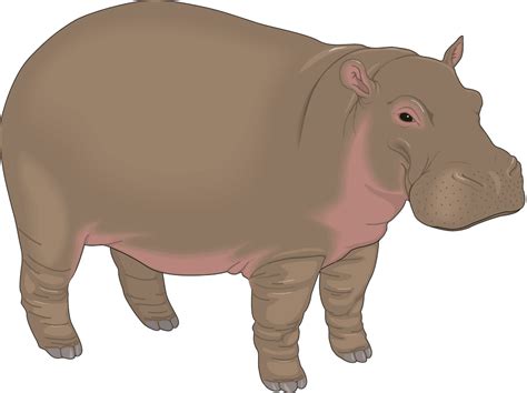 Hippo Cartoon Pictures - Cliparts.co