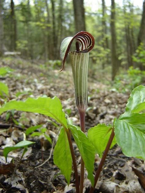 10 Jack In The Pulpit Plants Bare Roots Organic Arisaema | Etsy