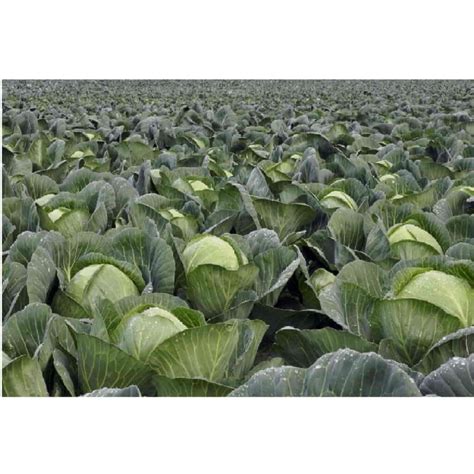 Best cabbage varieties to grow in Kenya - Oakdel