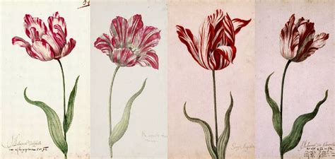 TULIP ‘SEMPER AUGUSTUS’ - DOES IT STILL EXIST? |The Garden of Eaden