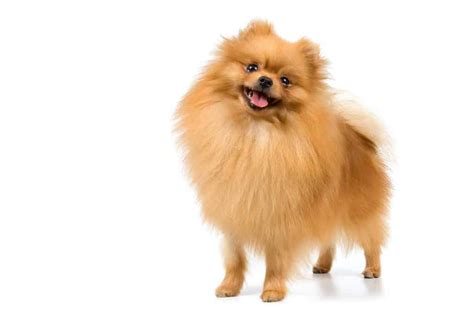 Can A Pomeranian Live In Poland