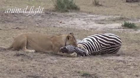 Lion Vs Zebra Vs Crocodile - Margaret Wiegel