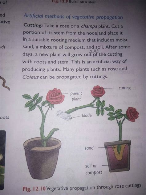 Artificial methods of vegetative propagation Cutting: Take a rose or a ch..