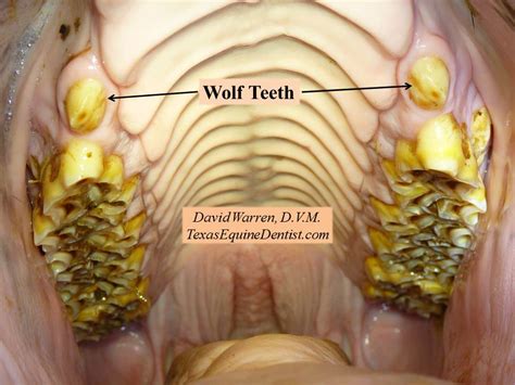 Wolfteeth - Texas Equine Dentistry Blog Texas Equine Dentistry Blog