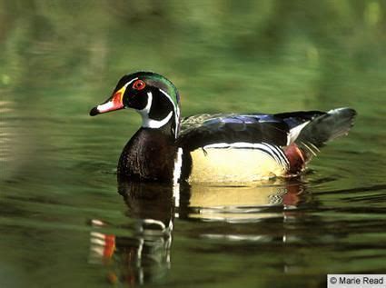 Wood Duck (Seen) | Duck species, Wood ducks, Beautiful birds