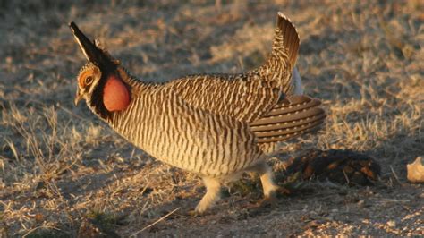 Federal Plan To Save Prairie Chickens Ruffles State Feathers | Wyoming Public Media