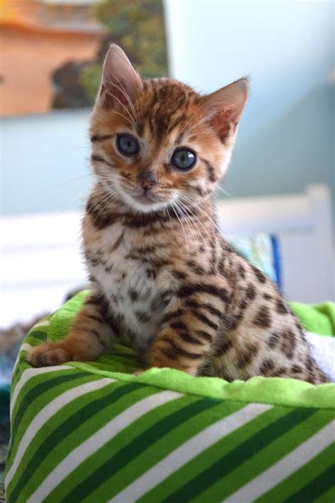 Our New Bengal Kitten | Cats, Bengal kitten, Cute cats