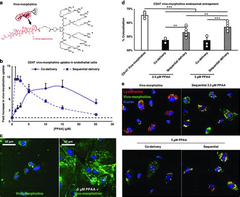 PPAA broadly enhances delivery of cationic biomacromolecules. a ...