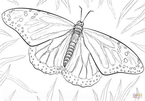 Monarch Butterfly coloring page | Free Printable Coloring Pages