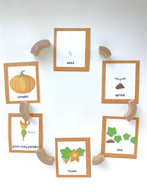 Pumpkin Life Cycle Printable Memory Game - I Can Teach My Child!