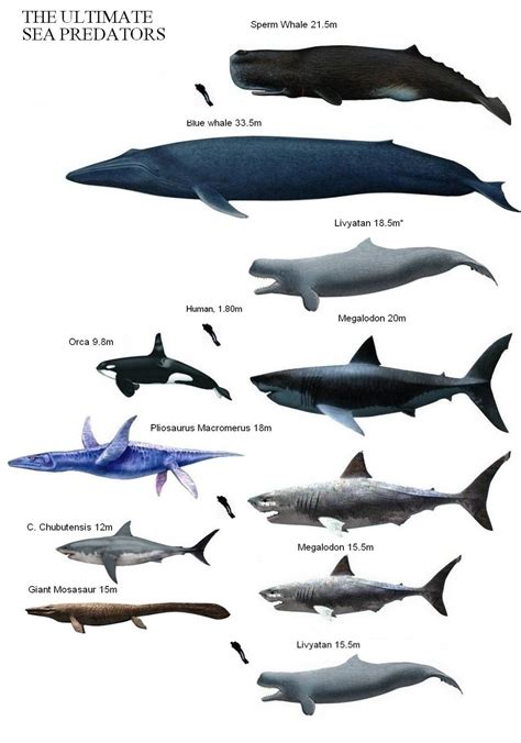 Livyatan Melvillei Compared To Sperm Whale Megalodon swims the gauntlet | Science and Stuff ...