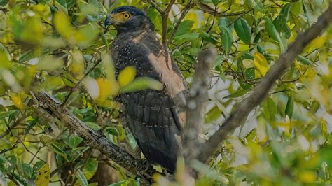 KChak Photography - birds of prey, raptors : Crested serpent eagle