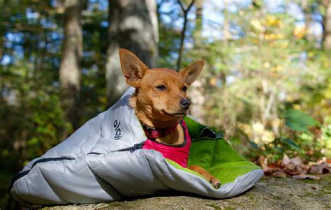 Search A Complete Dog Camping Gear | petswithlove.us