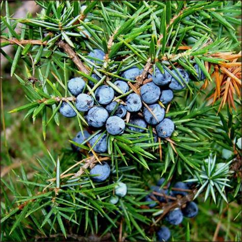 COMMON JUNIPER (BLACK) - [Juniperus communis] - dried fruit - 1000g ...