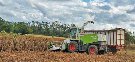 Sorghum Silage – A Cost-effective Alternative for Backgrounding Weaned ...