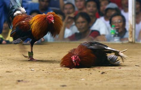 two roosters standing on the ground in front of a crowd