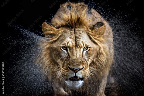 Lion jumping out of the water. Lion hunts from the water. Stock Illustration | Adobe Stock