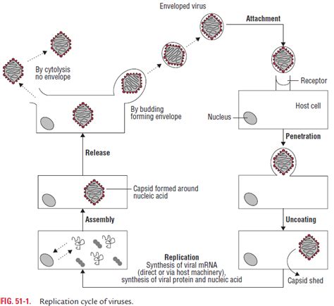 Stages of Viral Infections