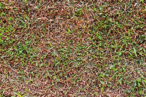 Why Is My Grass Turning Brown? | Tampa Sod Farm