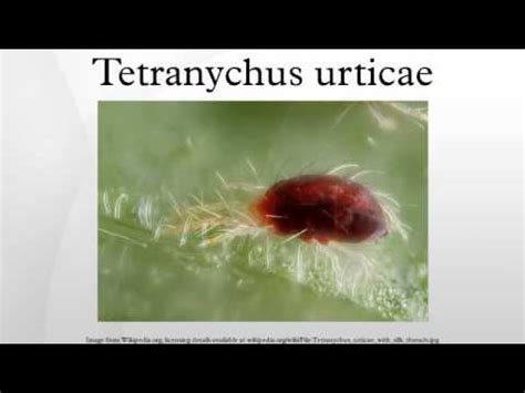 Tetranychus urticae - YouTube