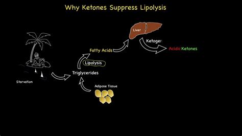 Why do ketones suppress lipolysis? - YouTube