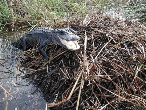 Alligator on Nest (3), NPSPhoto, Lori Oberhofner, 2005 | American ...