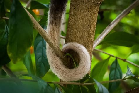 Ringtail Possum | San Diego Zoo Animals & Plants