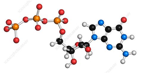 Guanosine triphosphate molecule - Stock Image - F010/6858 - Science ...