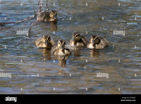 Adorable mallard ducklings swimming Stock Photo - Alamy