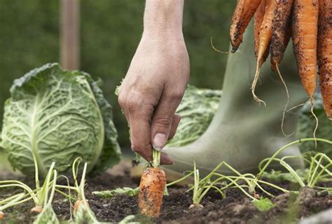 Organic Vegetable Gardening For Beginners - 7 Tips