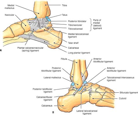 Deltoid Ligament