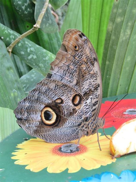 Wisley - Exotic Butterfly © Colin Smith cc-by-sa/2.0 :: Geograph Britain and Ireland