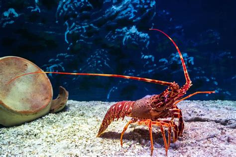 14 Spiritual Meanings When You Dream About Lobster