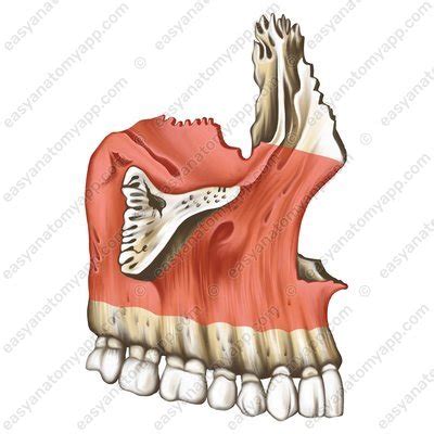 Maxilla – Easy Anatomy 3D