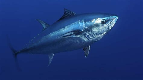 In $40 Billion Tuna Industry, Revenues Fell Despite Increased Catch ...